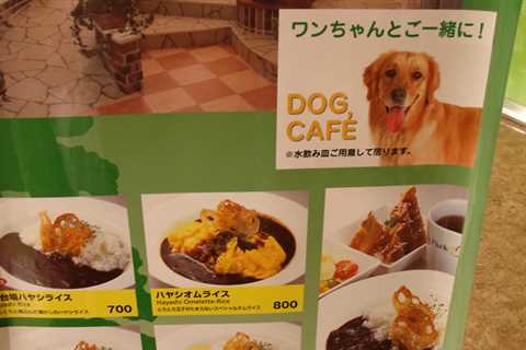Things to Remember About Dog Cafes
