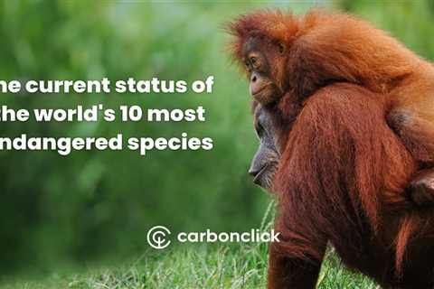 The current status of the world's 10 most endangered species