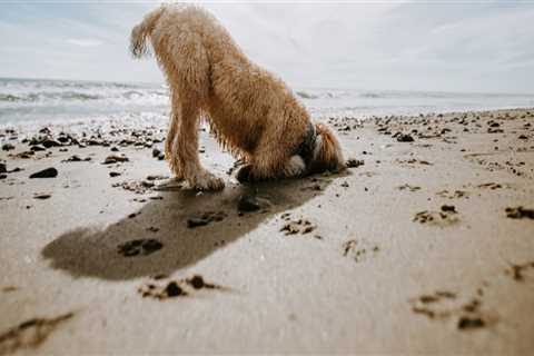 Dog-Friendly Beaches in Northwest Florida: A Guide for Pet Owners