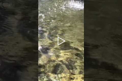 Clear Clear Water - Fresh Summer And Cool Air #shorts #water #air