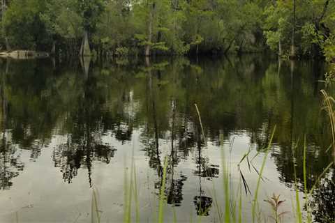 Exploring the 5 Best State Parks Near Panama City, Florida