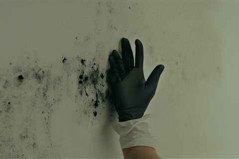 Expert Mold Testing Tampa – Your Solution for a Safer Home