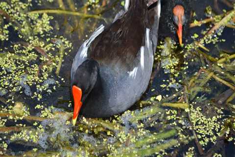 Exploring the Avian Wonders of Panama City Beach, Florida