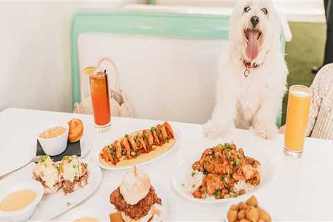 Dog-Friendly Restaurants in Austin, Texas: A Guide for Pet Owners