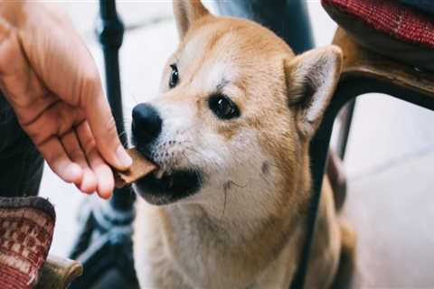 The Rise of Dog-Friendly Bars in Eastern Massachusetts