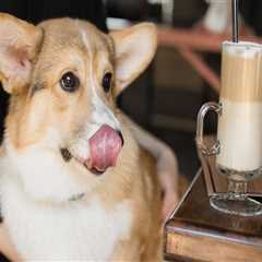 The Dog-Friendly Bar Scene in Western Washington: A Must-Read Guide for Pet Owners