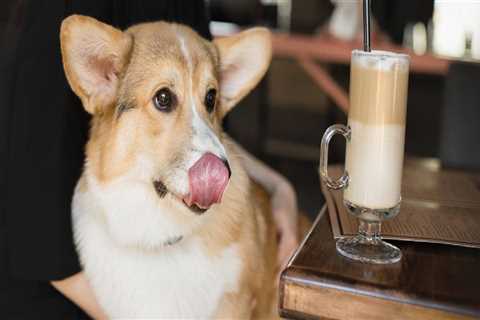 The Dog-Friendly Bar Scene in Western Washington: A Must-Read Guide for Pet Owners